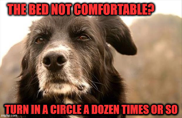 THE BED NOT COMFORTABLE? TURN IN A CIRCLE A DOZEN TIMES OR SO | image tagged in dogs | made w/ Imgflip meme maker