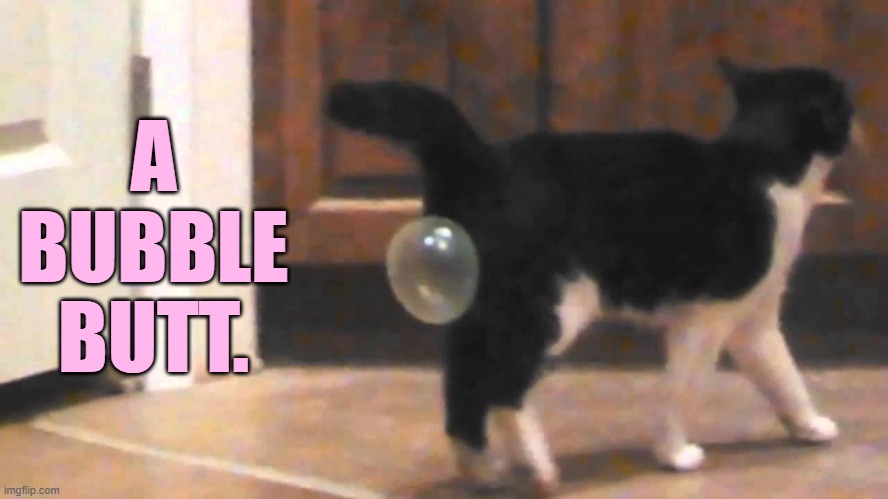 Hey Look What I've Got | A BUBBLE BUTT. | image tagged in memes,cats,look at me,i got this,bubble,butt | made w/ Imgflip meme maker