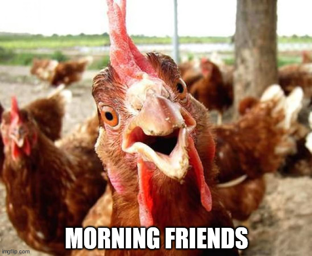 Rooster Morning | MORNING FRIENDS | image tagged in chicken,rooster,morning | made w/ Imgflip meme maker