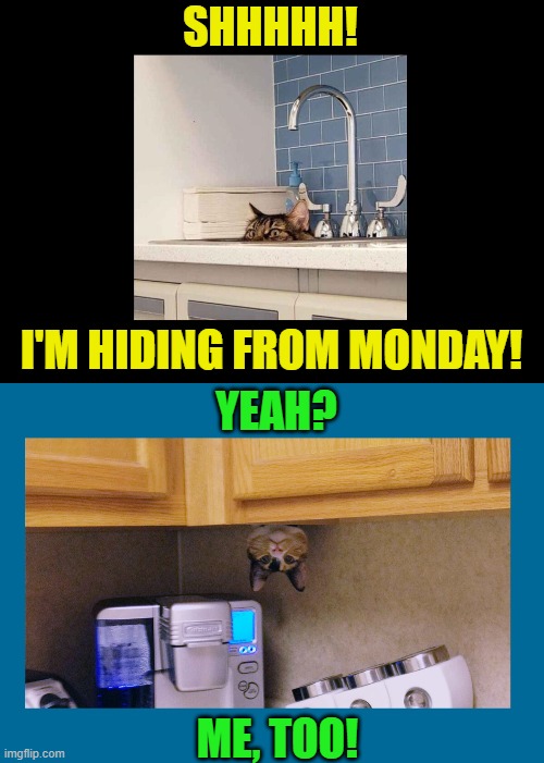 SHHHHH! I'M HIDING FROM MONDAY! YEAH? ME, TOO! | image tagged in cats,funny cats,mondays,i hate mondays,peekaboo,hide and seek | made w/ Imgflip meme maker