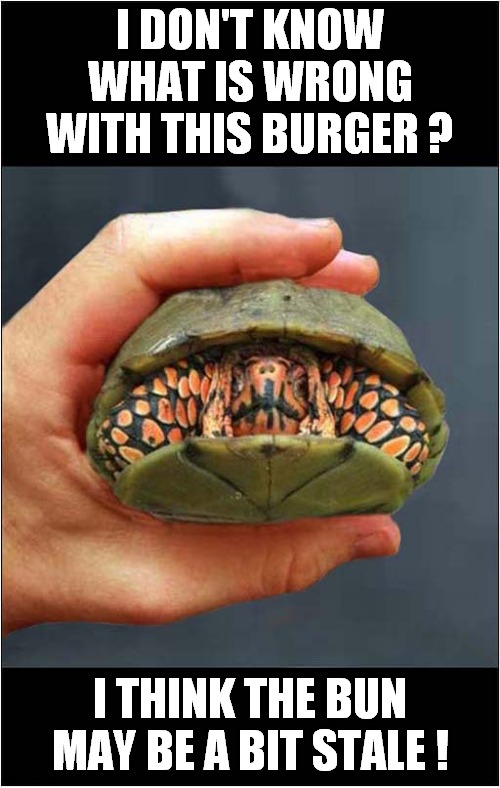 Something Isn't Quite Right ? | I DON'T KNOW WHAT IS WRONG WITH THIS BURGER ? I THINK THE BUN MAY BE A BIT STALE ! | image tagged in fun,tortoise,burger | made w/ Imgflip meme maker
