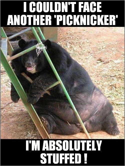 If You Go Down In The Woods Today, You're Sure Of A Big Surprise ! | I COULDN'T FACE ANOTHER 'PICKNICKER'; I'M ABSOLUTELY STUFFED ! | image tagged in fun,bears,overweight | made w/ Imgflip meme maker