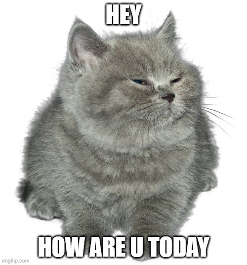 Little Grey Cat | HEY; HOW ARE U TODAY | image tagged in little grey cat | made w/ Imgflip meme maker