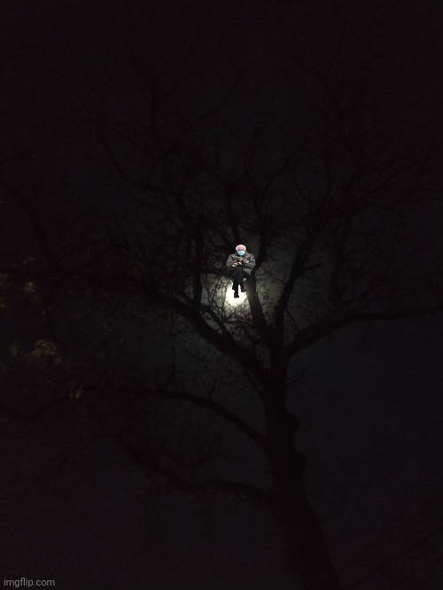 Bernie in tree full moon | image tagged in bernie,humor,full moon,tree | made w/ Imgflip meme maker