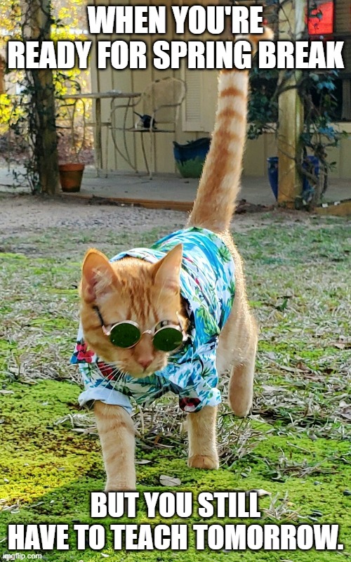 spring break | WHEN YOU'RE READY FOR SPRING BREAK; BUT YOU STILL HAVE TO TEACH TOMORROW. | image tagged in cats,work | made w/ Imgflip meme maker