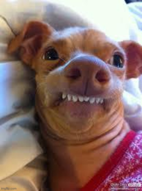 teeth dog | image tagged in teeth dog | made w/ Imgflip meme maker