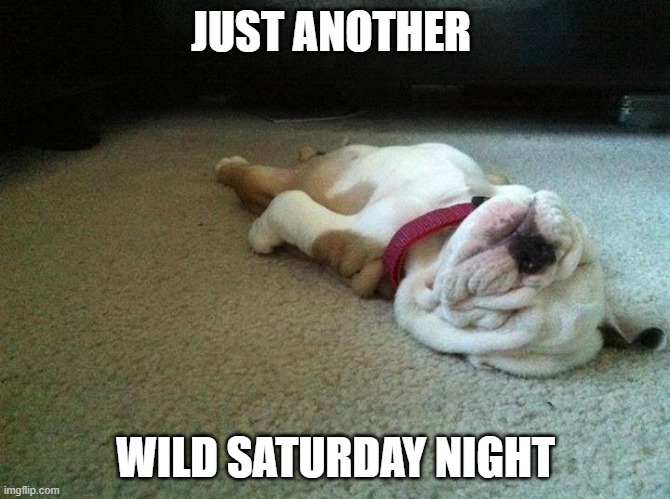 Wild Saturday | JUST ANOTHER; WILD SATURDAY NIGHT | image tagged in sleeping dog on back | made w/ Imgflip meme maker