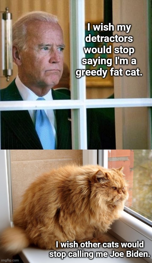 Sad fat cat | I wish my detractors would stop saying I'm a greedy fat cat. I wish other cats would stop calling me Joe Biden. | image tagged in sad joe biden,corruption,greed,fat cat,political humor | made w/ Imgflip meme maker