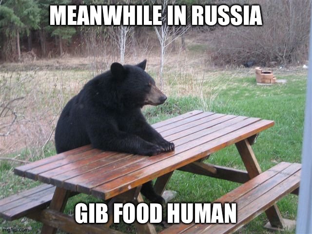 Bear | MEANWHILE IN RUSSIA; GIB FOOD HUMAN | image tagged in funny memes | made w/ Imgflip meme maker