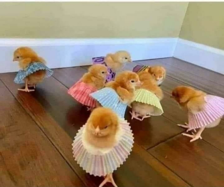 Chicks In Short Skirts Blank Meme Template
