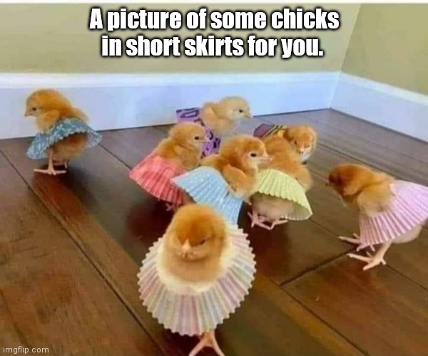 Young chicks. | A picture of some chicks in short skirts for you. | image tagged in chicks in short skirts,funny | made w/ Imgflip meme maker