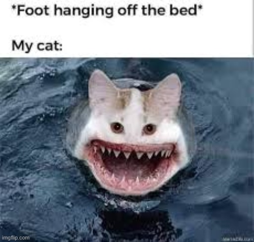 Its true tho | image tagged in cat,sharks,funny cats,cats,funny,funny memes | made w/ Imgflip meme maker