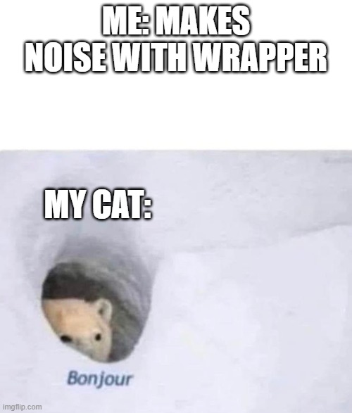 Bonjour | ME: MAKES NOISE WITH WRAPPER; MY CAT: | image tagged in bonjour | made w/ Imgflip meme maker