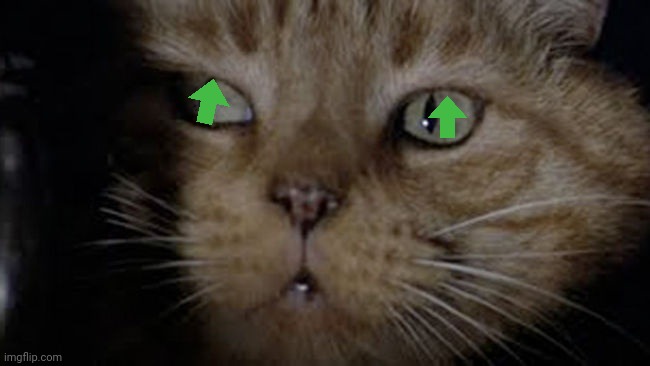 Jonesy the Alien Cat | image tagged in jonesy the alien cat | made w/ Imgflip meme maker