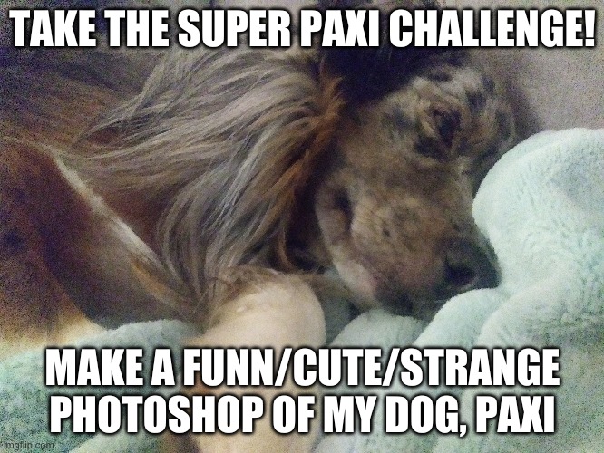 Take the super Paxi challenge | TAKE THE SUPER PAXI CHALLENGE! MAKE A FUNN/CUTE/STRANGE PHOTOSHOP OF MY DOG, PAXI | image tagged in photoshop,challenge | made w/ Imgflip meme maker