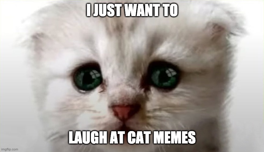 Real Cat Lawyer | I JUST WANT TO; LAUGH AT CAT MEMES | image tagged in real cat lawyer | made w/ Imgflip meme maker