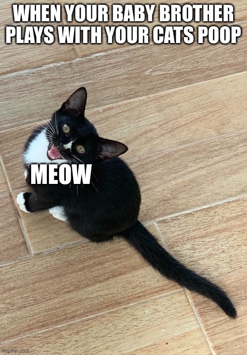 Just got the idea should this be in the cats stream? | WHEN YOUR BABY BROTHER PLAYS WITH YOUR CATS POOP; MEOW | image tagged in meowing black kitten | made w/ Imgflip meme maker