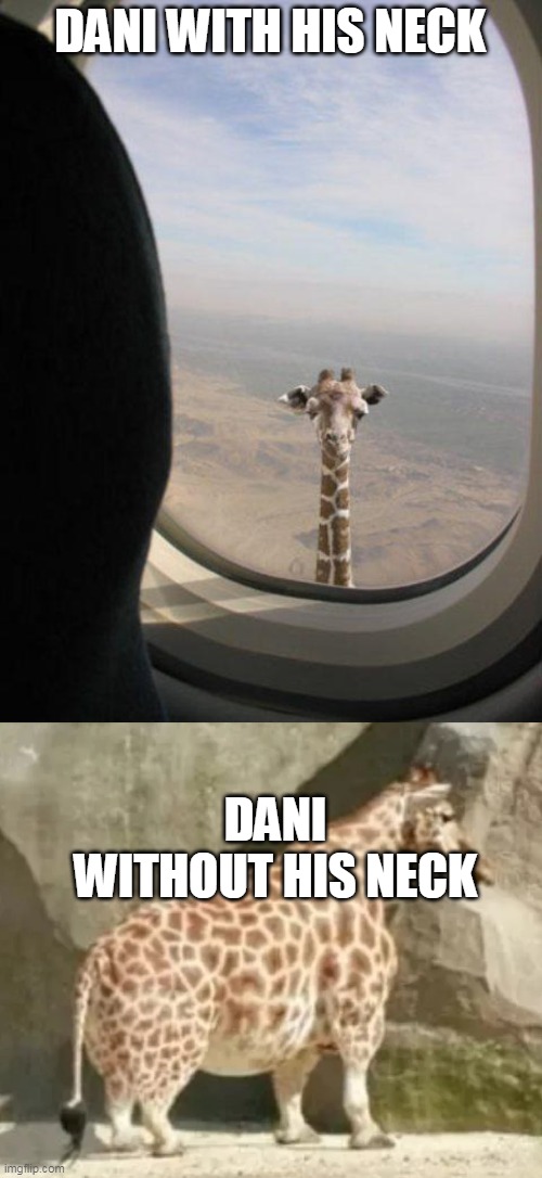 YES |  DANI WITH HIS NECK; DANI WITHOUT HIS NECK | image tagged in giraffe shit,short girrafe | made w/ Imgflip meme maker