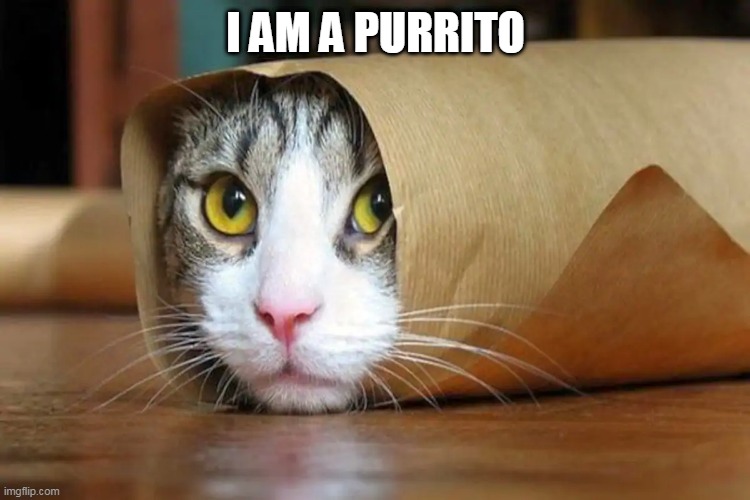 purrito | I AM A PURRITO | image tagged in cats | made w/ Imgflip meme maker