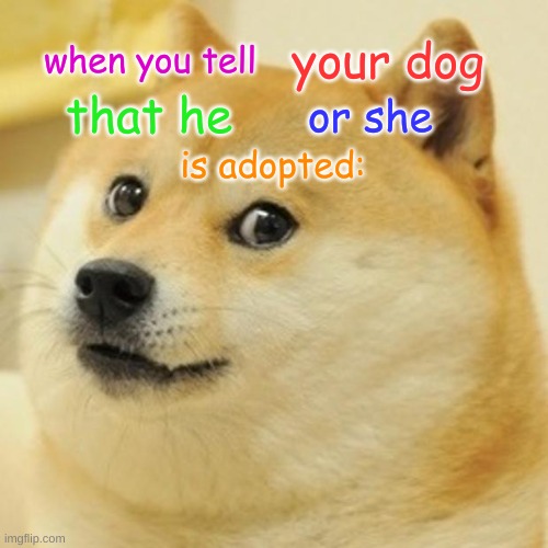 telling your dog they're adopted | your dog; when you tell; that he; or she; is adopted: | image tagged in memes,doge | made w/ Imgflip meme maker