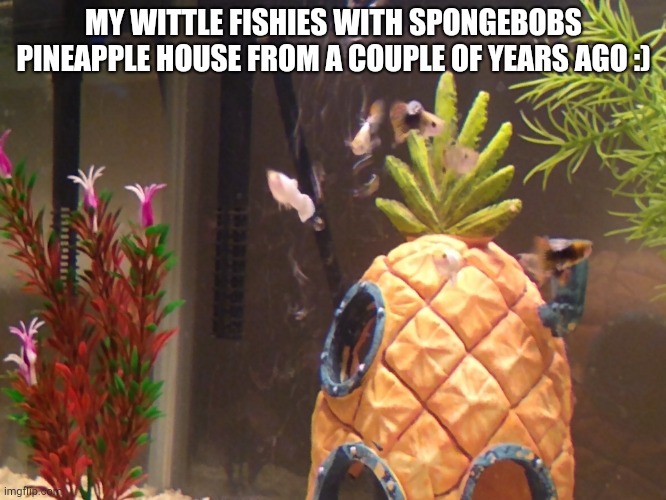 Hehe | MY WITTLE FISHIES WITH SPONGEBOBS PINEAPPLE HOUSE FROM A COUPLE OF YEARS AGO :) | image tagged in fish,spongebob,aquarium | made w/ Imgflip meme maker
