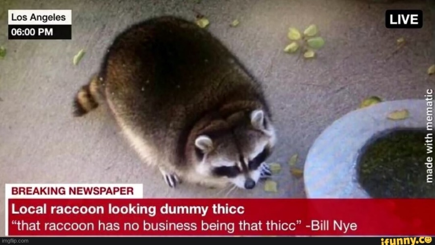 one THICC racoon | image tagged in dummy thicc | made w/ Imgflip meme maker