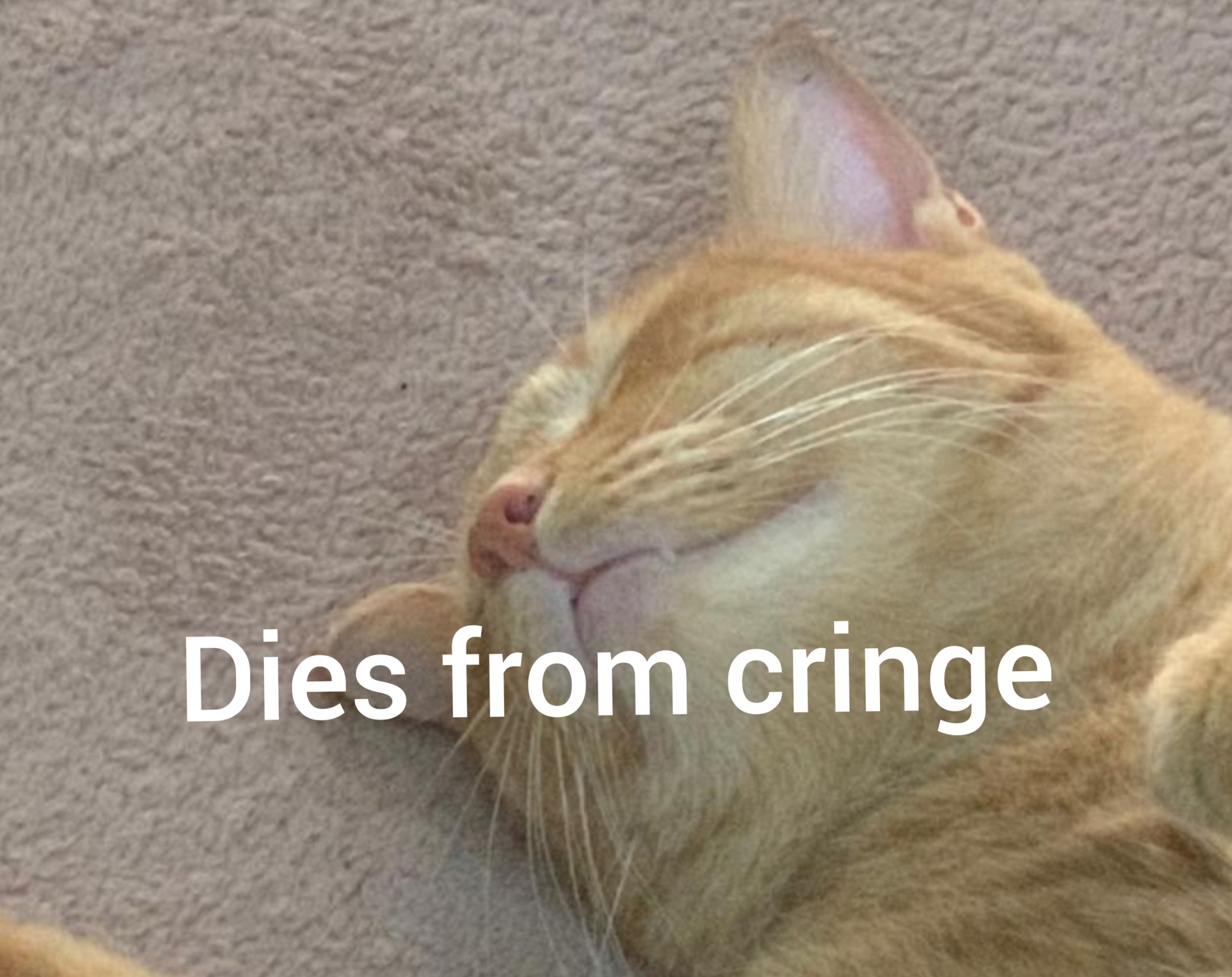High Quality Cat dies from cringe Blank Meme Template
