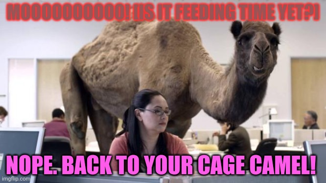 Hump Day Camel | MOOOOOOOOOO! [IS IT FEEDING TIME YET?] NOPE. BACK TO YOUR CAGE CAMEL! | image tagged in hump day camel | made w/ Imgflip meme maker
