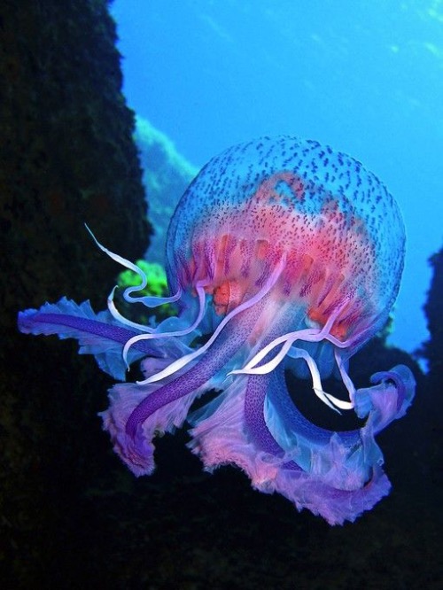 Another Cool Looking Jellyfish | image tagged in awesome,pics,photography | made w/ Imgflip meme maker