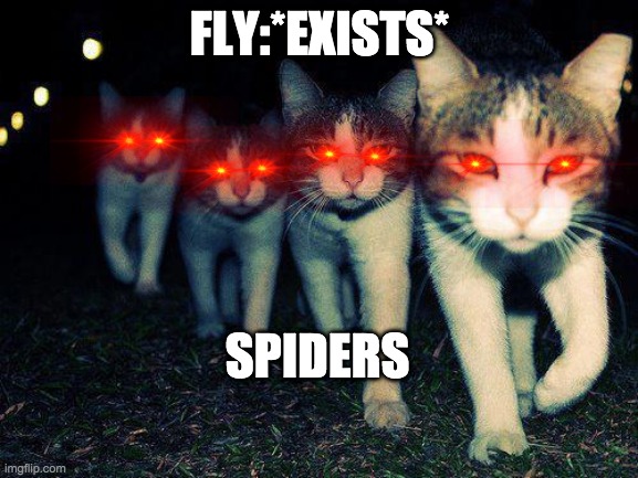 Wrong Neighboorhood Cats | FLY:*EXISTS*; SPIDERS | image tagged in memes,wrong neighboorhood cats | made w/ Imgflip meme maker