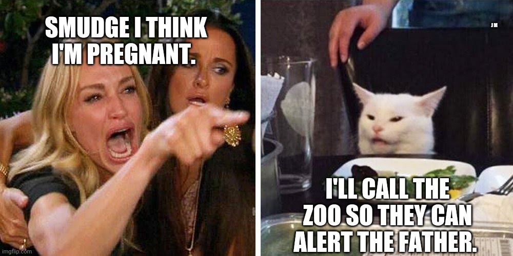 Smudge the cat | J M; SMUDGE I THINK I'M PREGNANT. I'LL CALL THE ZOO SO THEY CAN ALERT THE FATHER. | image tagged in smudge the cat | made w/ Imgflip meme maker