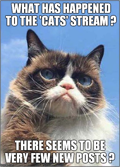 Grumpy Asks  "Where Is Everybody ?" | WHAT HAS HAPPENED TO THE 'CATS' STREAM ? THERE SEEMS TO BE VERY FEW NEW POSTS ? | image tagged in cats,grumpy cat,where is everybody | made w/ Imgflip meme maker
