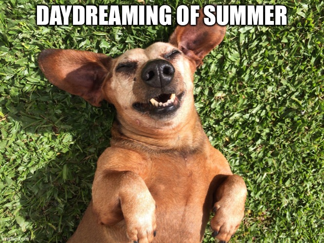 I wish it was here... | DAYDREAMING OF SUMMER | image tagged in doggo,yes,memes,imgflip | made w/ Imgflip meme maker