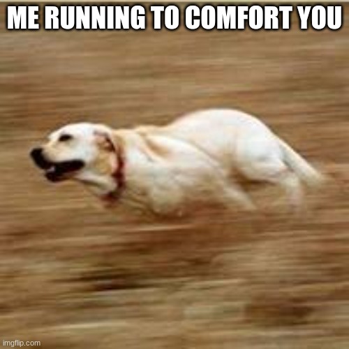 Speedy doggo | ME RUNNING TO COMFORT YOU | image tagged in speedy doggo | made w/ Imgflip meme maker