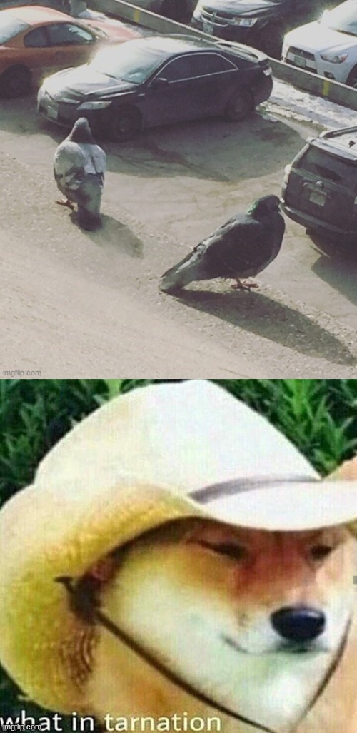 image tagged in what in tarnation dog,birds,fun | made w/ Imgflip meme maker