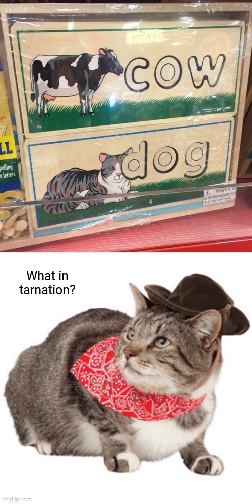 Cat labeled as a dog | What in tarnation? | image tagged in what in tarnation,cow,cat,you had one job,memes,design fails | made w/ Imgflip meme maker