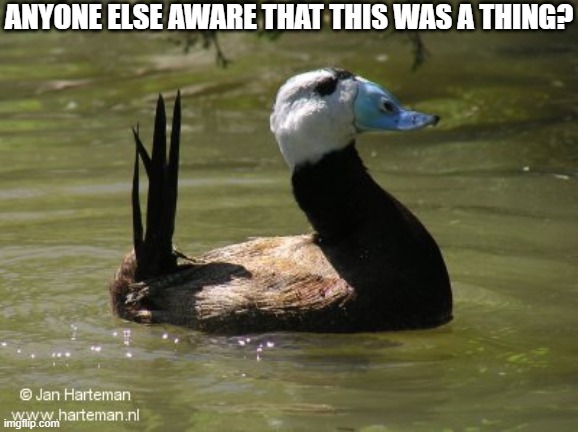 Quack on crack | ANYONE ELSE AWARE THAT THIS WAS A THING? | image tagged in duck | made w/ Imgflip meme maker