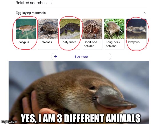 The Almighty Platypus | YES, I AM 3 DIFFERENT ANIMALS | image tagged in funny | made w/ Imgflip meme maker