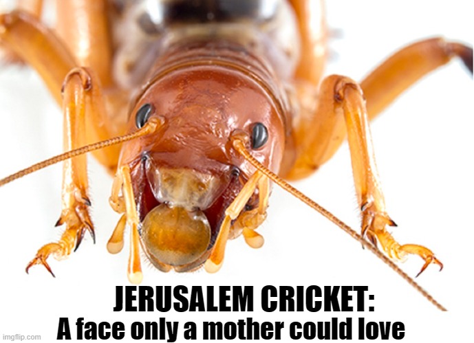 JERUSALEM CRICKET: A face only a mother could love | made w/ Imgflip meme maker