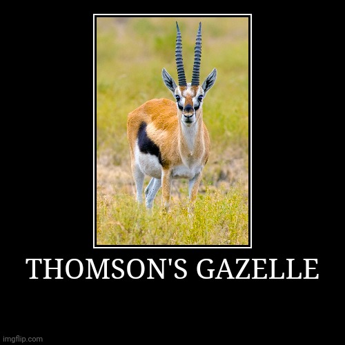 Thomson's Gazelle | image tagged in demotivationals,gazelle | made w/ Imgflip demotivational maker