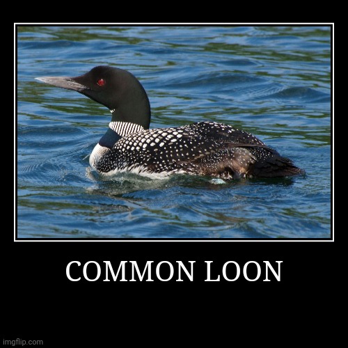 Common Loon | image tagged in demotivationals,loon | made w/ Imgflip demotivational maker