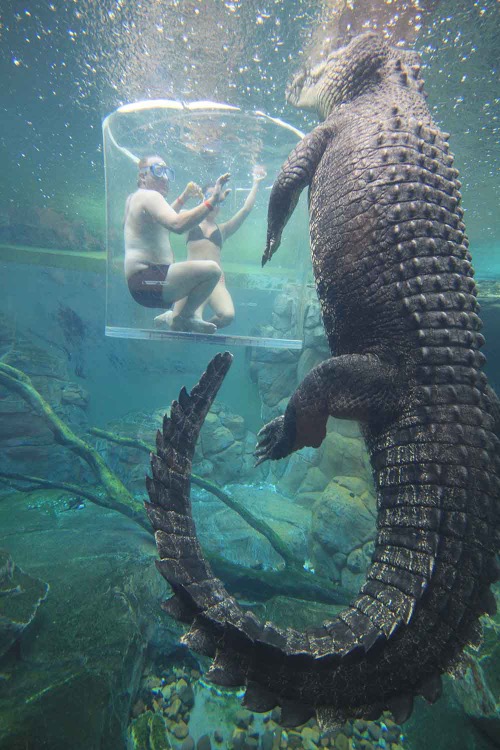 Swimming With a Saltwater Crocodile - Imgflip