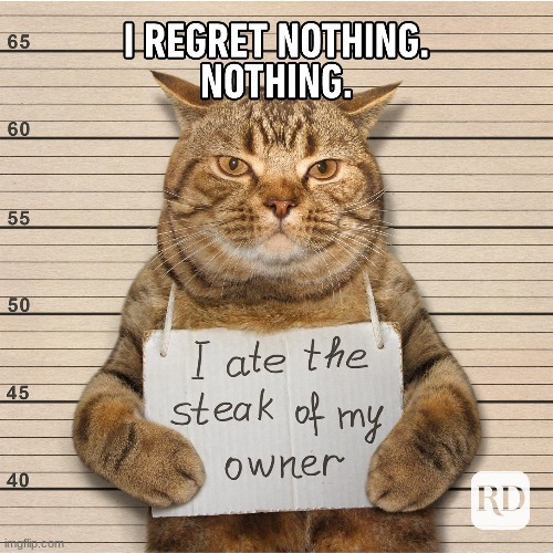 No Regret Cat | image tagged in no regret,cat | made w/ Imgflip meme maker