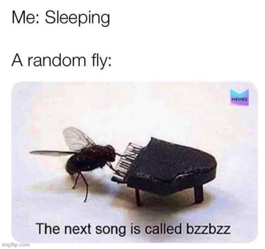 bzzbzz | image tagged in the next song is called bzzbzz,repost,piano,sleeping,fly,reposts are awesome | made w/ Imgflip meme maker