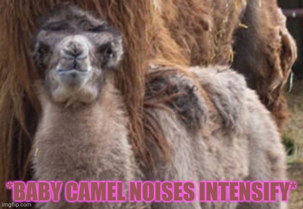 What the heck happened to Iaintacamel? | *BABY CAMEL NOISES INTENSIFY* | image tagged in bffs,iaintacamel,why did she delete,camel,cute animals | made w/ Imgflip meme maker