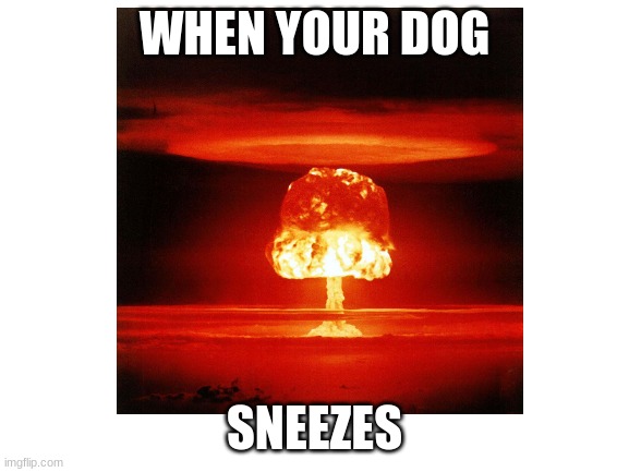 WHEN YOUR DOG SNEEZES | made w/ Imgflip meme maker