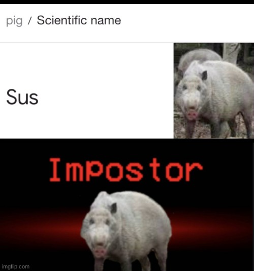 hmm.. peppa pig is pretty sus ngl | image tagged in sus,among us | made w/ Imgflip meme maker