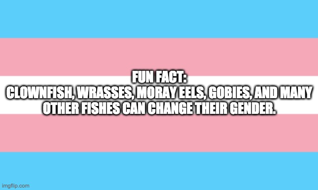 Trans Flag | FUN FACT:
CLOWNFISH, WRASSES, MORAY EELS, GOBIES, AND MANY OTHER FISHES CAN CHANGE THEIR GENDER. | image tagged in transgender,trans,fish | made w/ Imgflip meme maker
