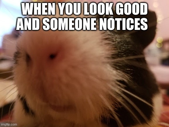 Hamsters | WHEN YOU LOOK GOOD AND SOMEONE NOTICES | image tagged in hamster,funny memes | made w/ Imgflip meme maker