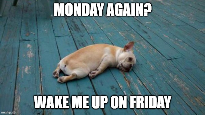 Tired doggo |  MONDAY AGAIN? WAKE ME UP ON FRIDAY | image tagged in tired dog,monday,weekday,tired,dogs,funny | made w/ Imgflip meme maker